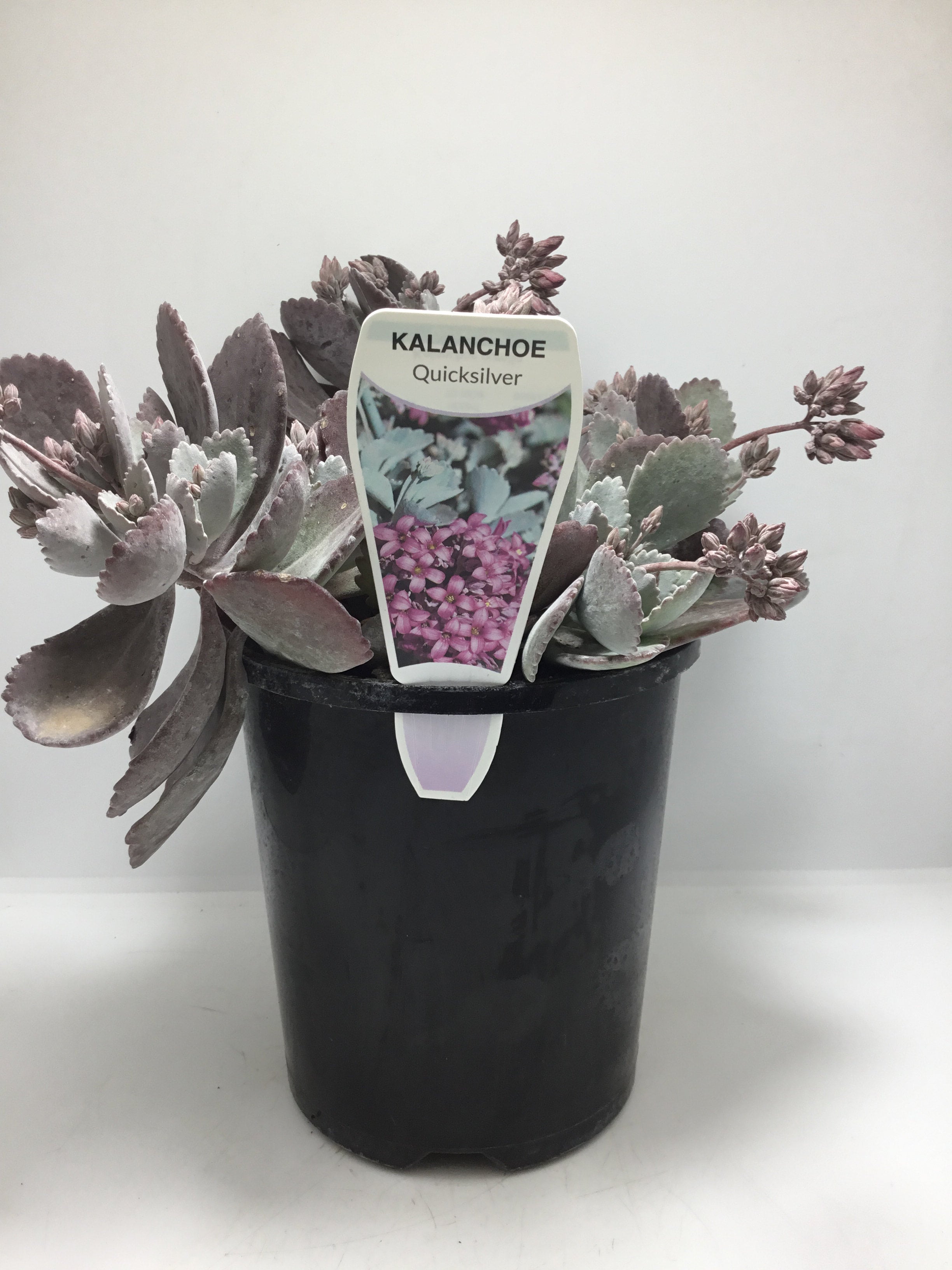 Kalanchoe Quicksilver Mm Pot Formosa Gardens Nursery Ballarat