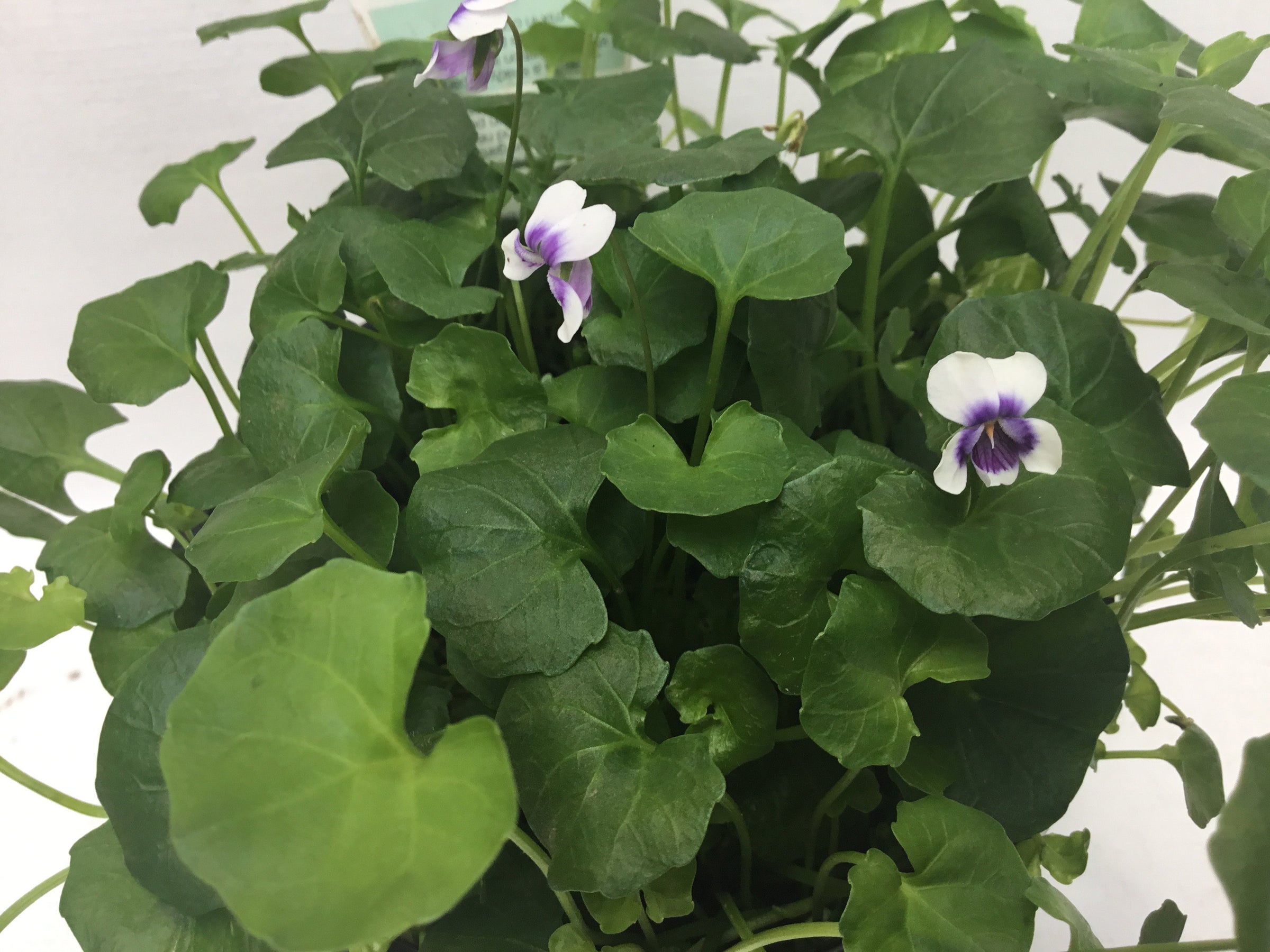 Native Viola Viola hederacea native violet | Formosa Gardens Nursery, Ballarat