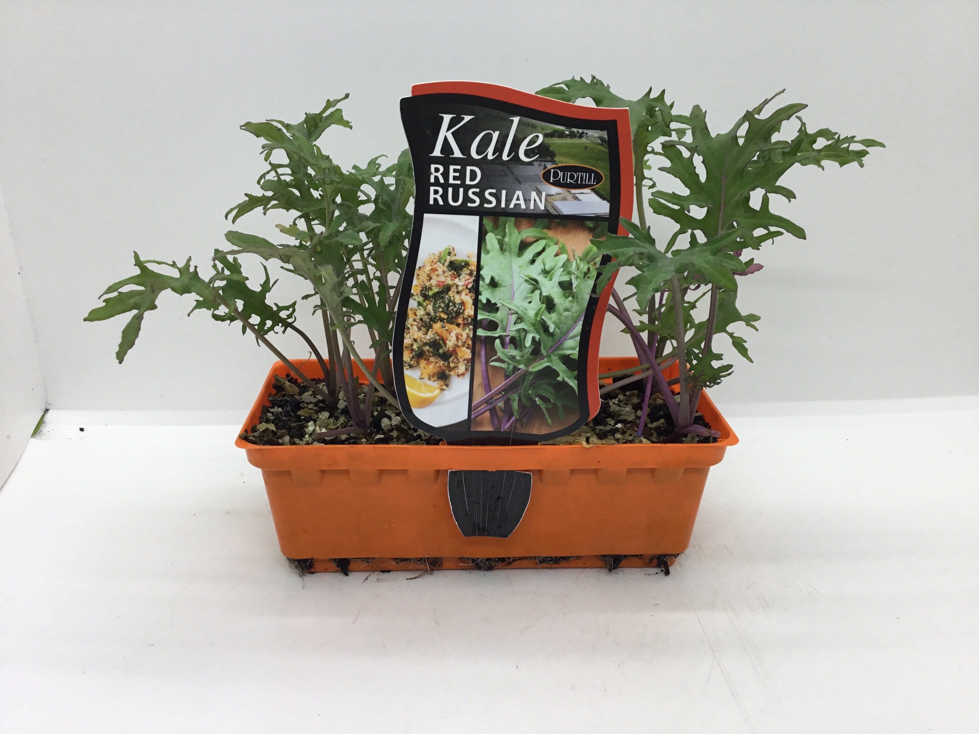 Kale russian red punnet | Formosa Gardens Nursery, Ballarat