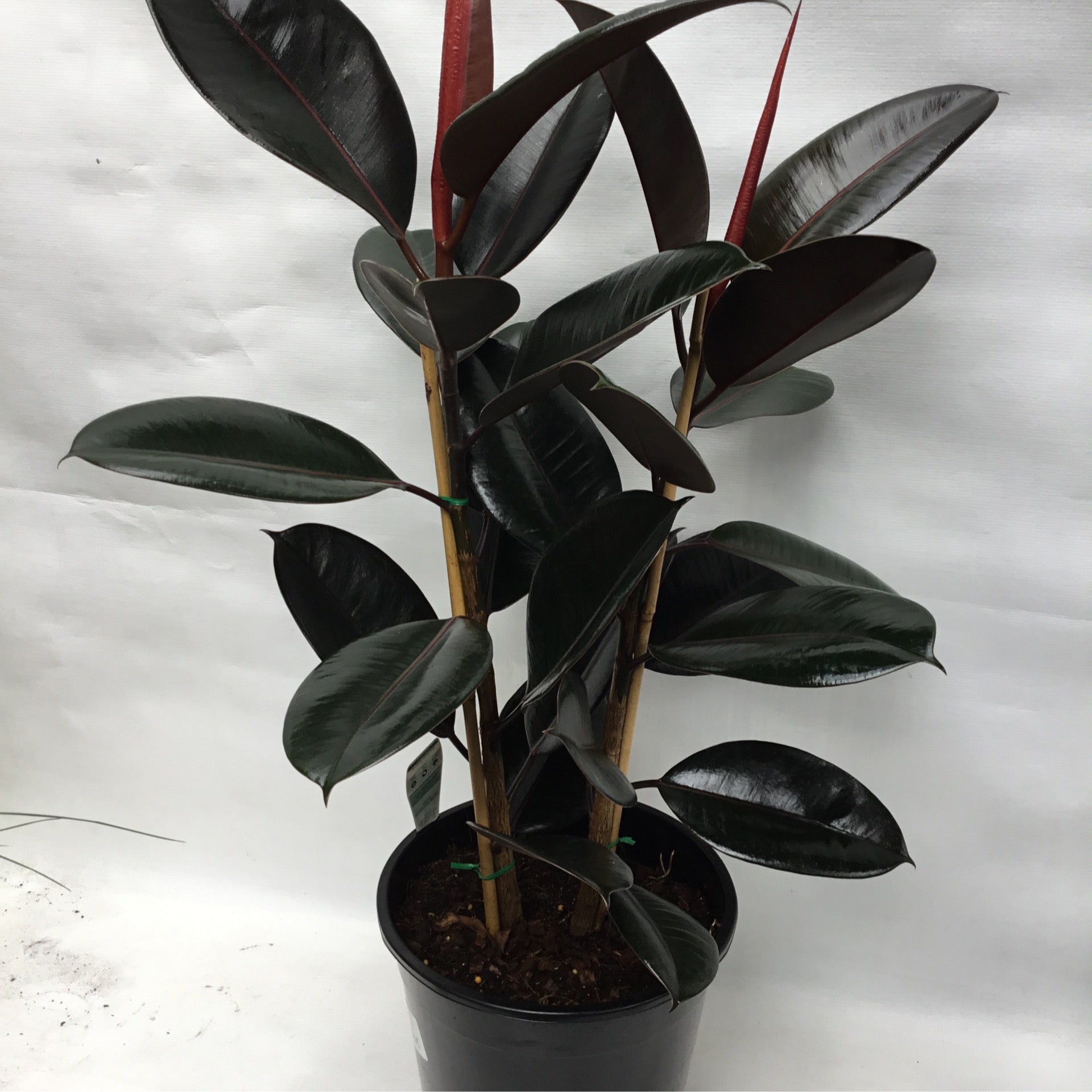 14+ Burgundy Ficus Plant Ficus burgundy | Formosa Gardens Nursery, Ballarat