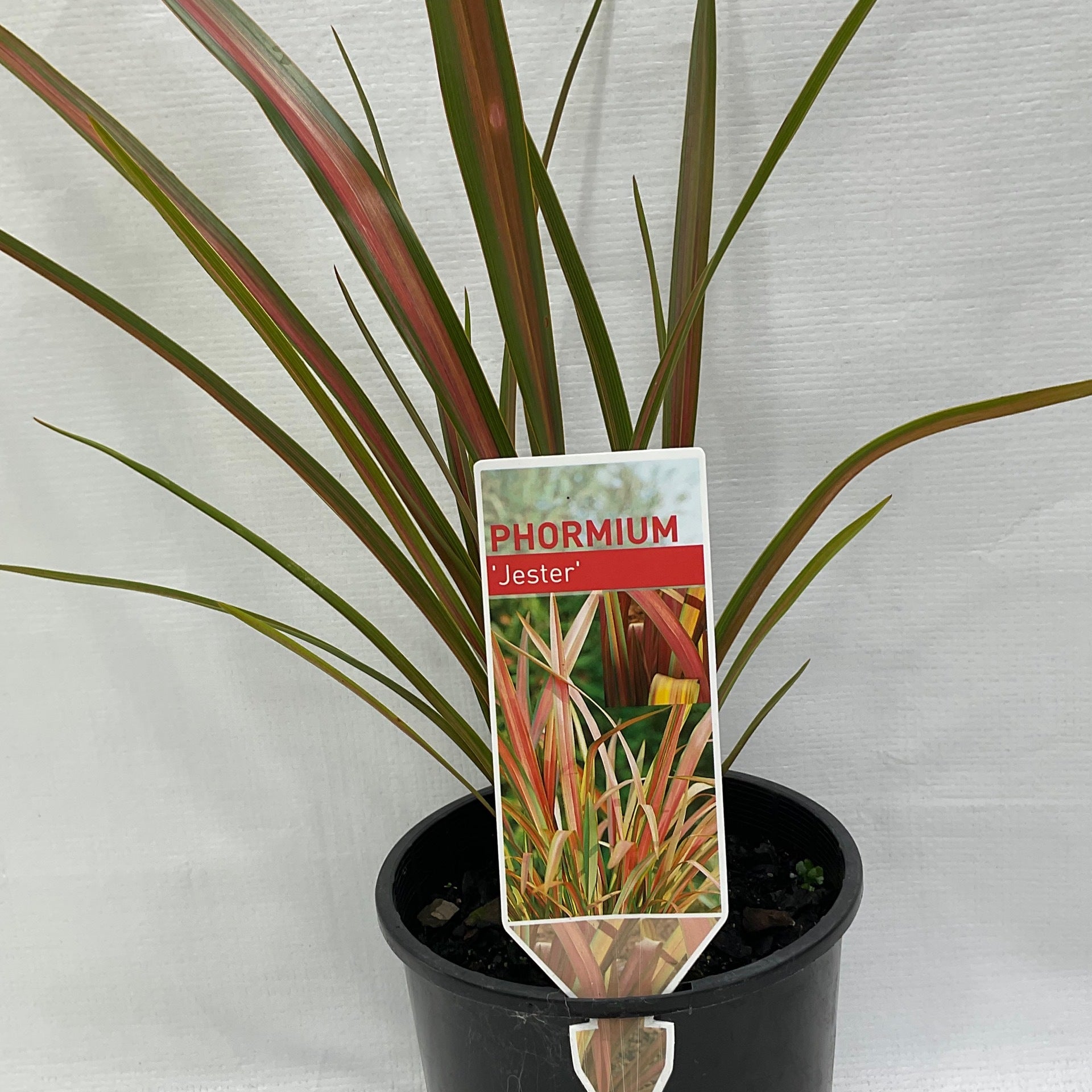 Formium Jester Jester Flax Phormium | Formosa Gardens Nursery, Ballarat