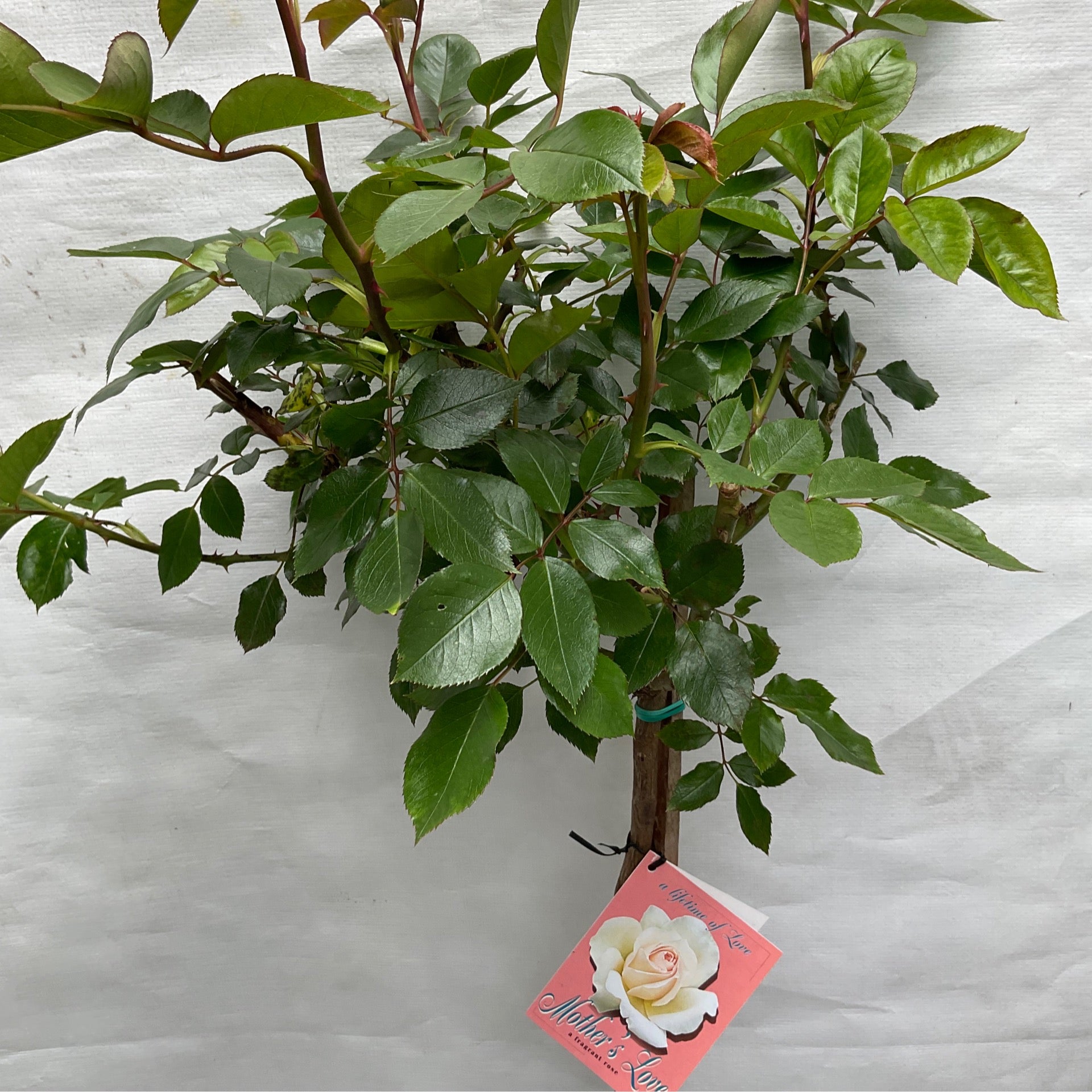 Rose Formose Mothers Love Standard Rose | Formosa Gardens Nursery, Ballarat