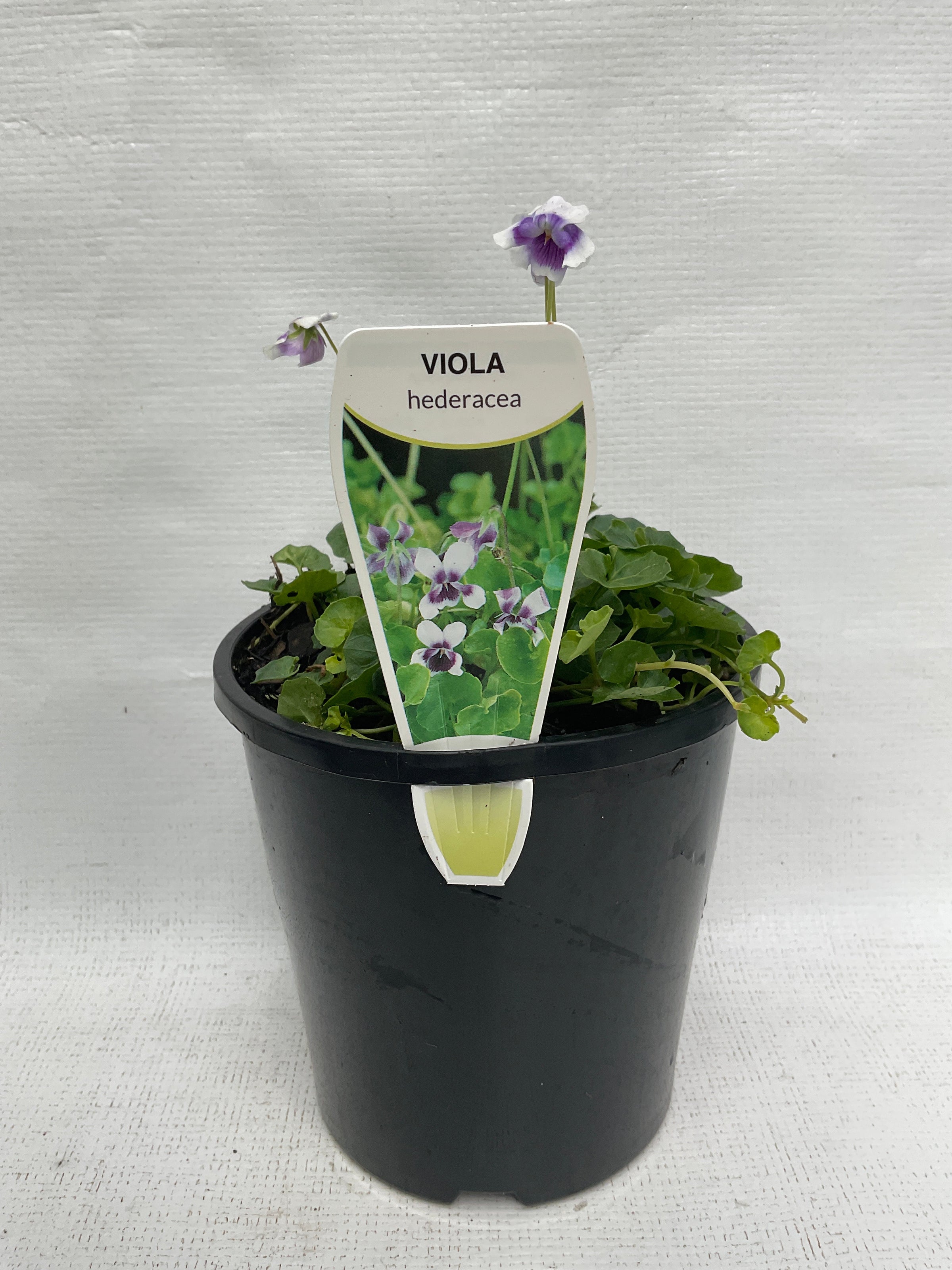 Native Viola Viola hederacea native violet | Formosa Gardens Nursery, Ballarat