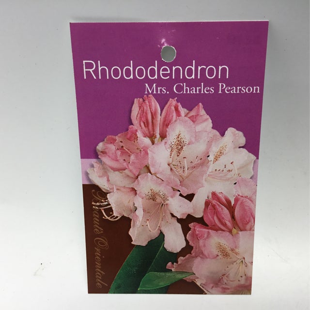 Rhododendrons | Formosa Gardens Nursery, Ballarat