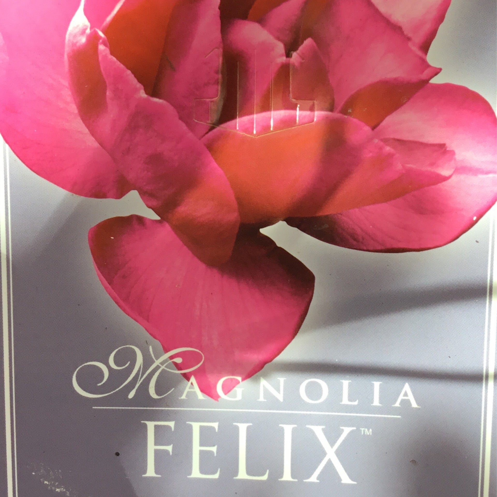 Magnolia felix | Formosa Gardens Nursery, Ballarat