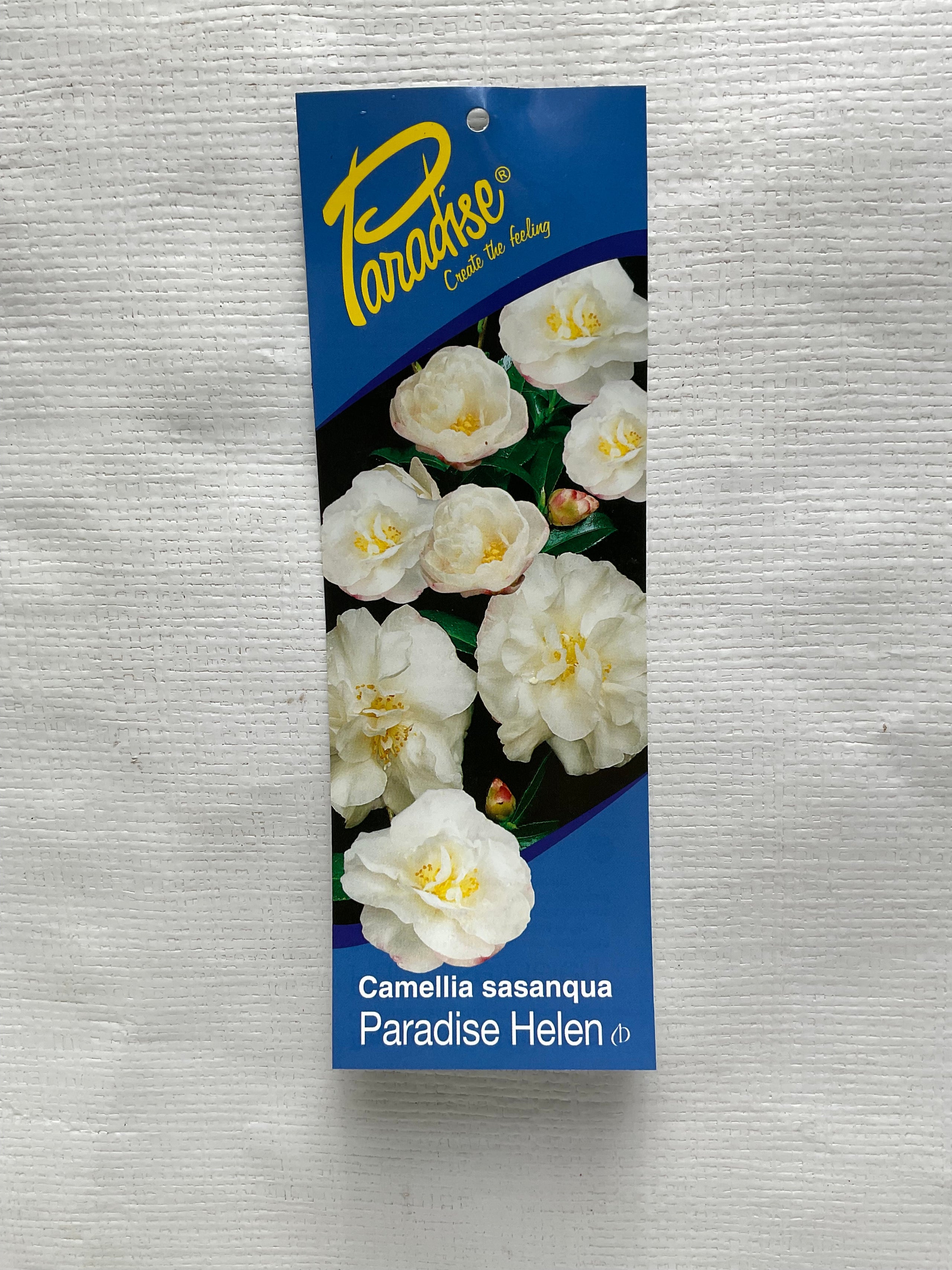 Camellia paradise helen Formosa Gardens Nursery, Ballarat