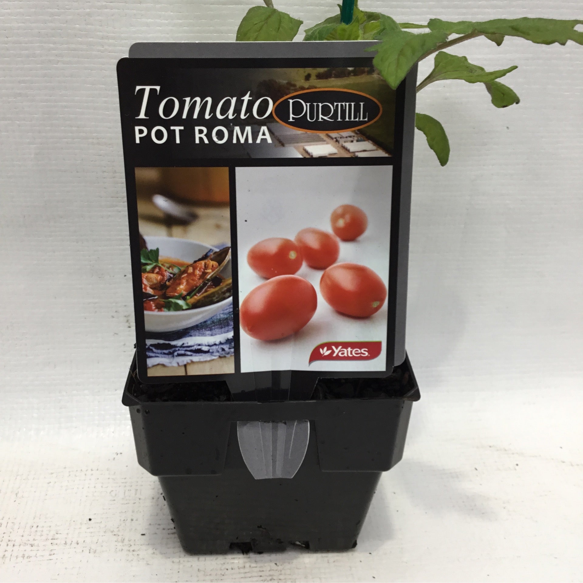 Tomato pot roma single Formosa Gardens Nursery, Ballarat