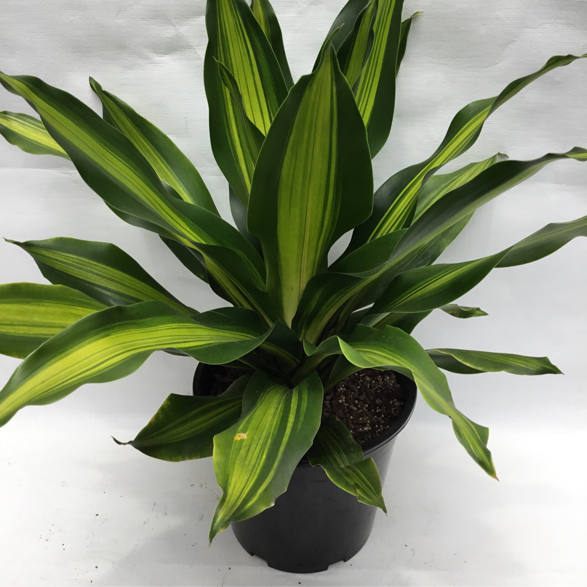 Dracaena happy plant 300mm pot Formosa Gardens Nursery, Ballarat