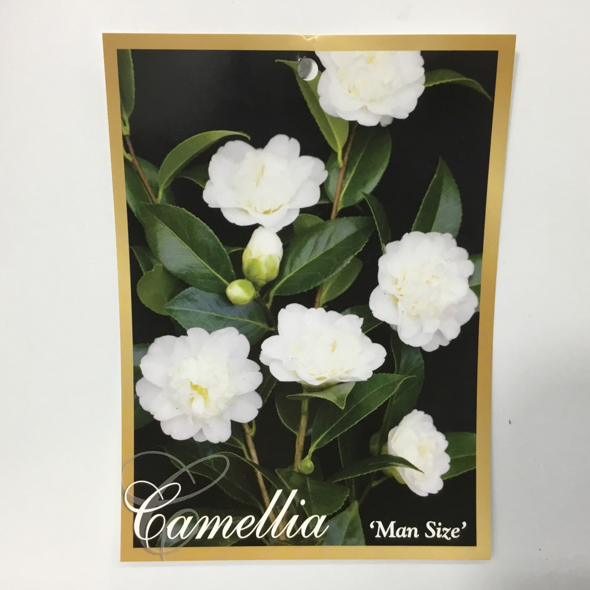 Camellia man size Formosa Gardens Nursery, Ballarat