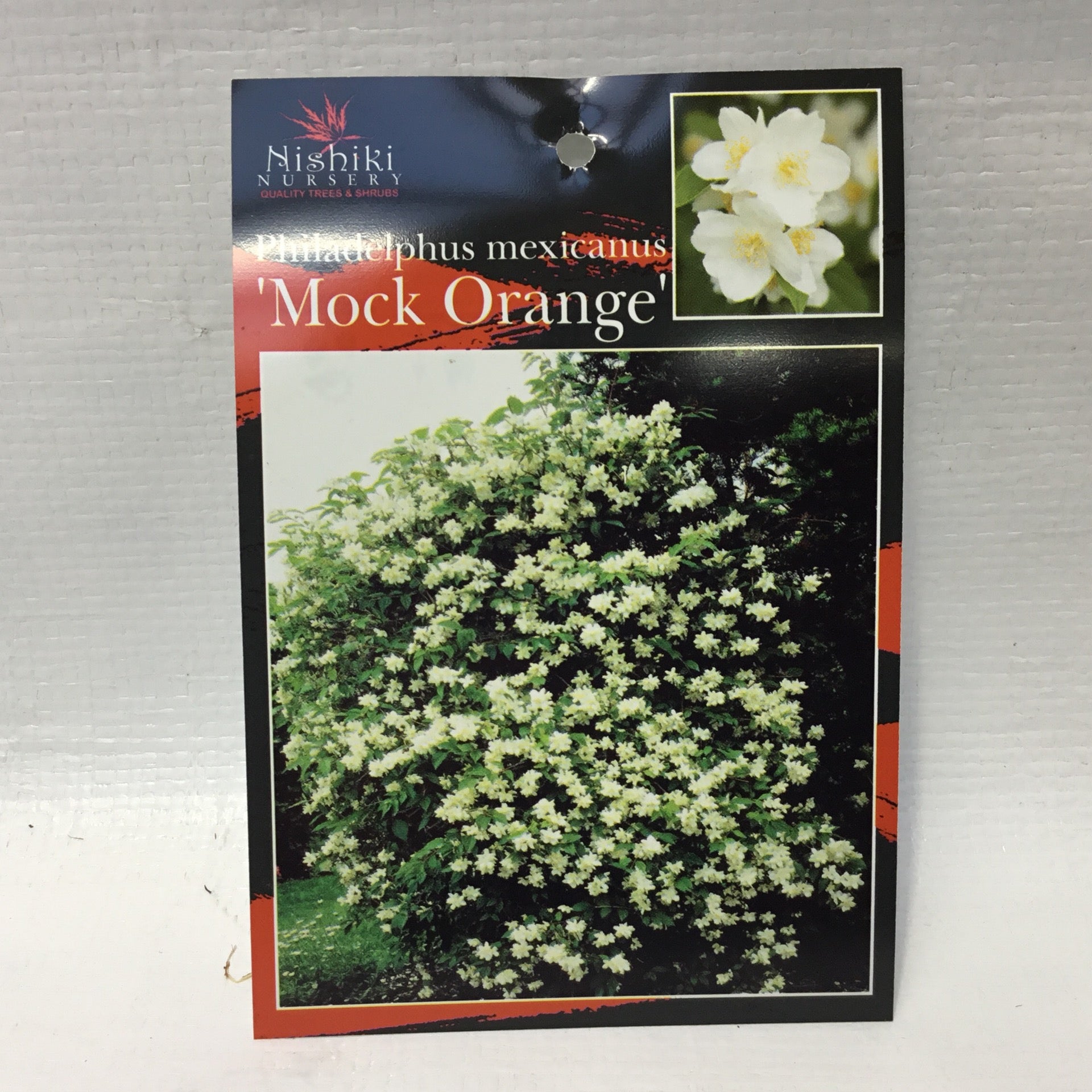 Mock orange philadelphus mexicanus Formosa Gardens Nursery, Ballarat