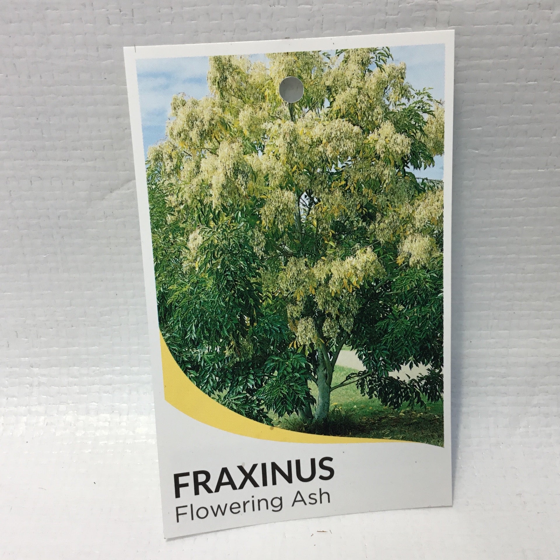 Flowering ash fraxinus Formosa Gardens Nursery, Ballarat
