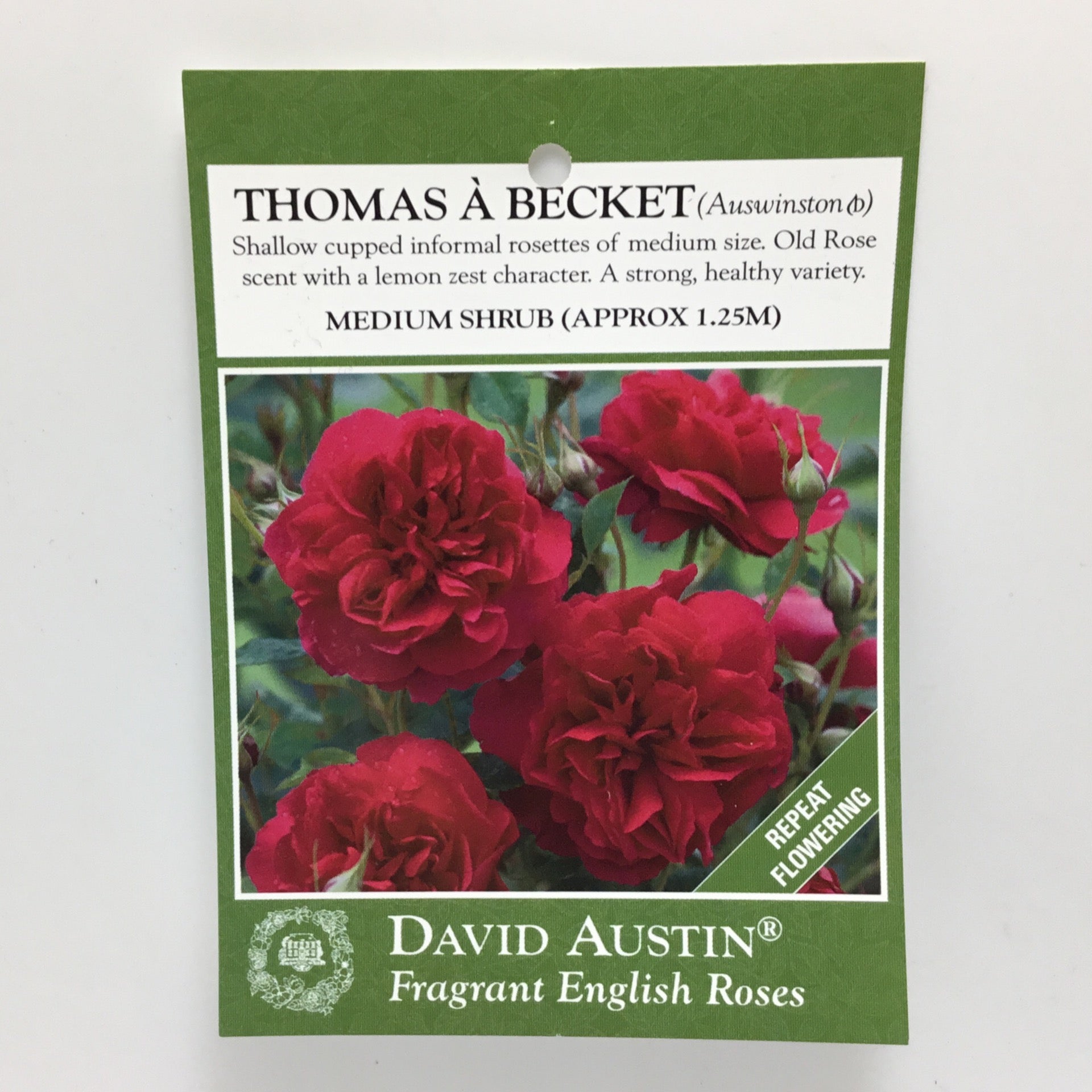 Thomas A Becket David Austin Rose | Formosa Gardens Nursery, Ballarat