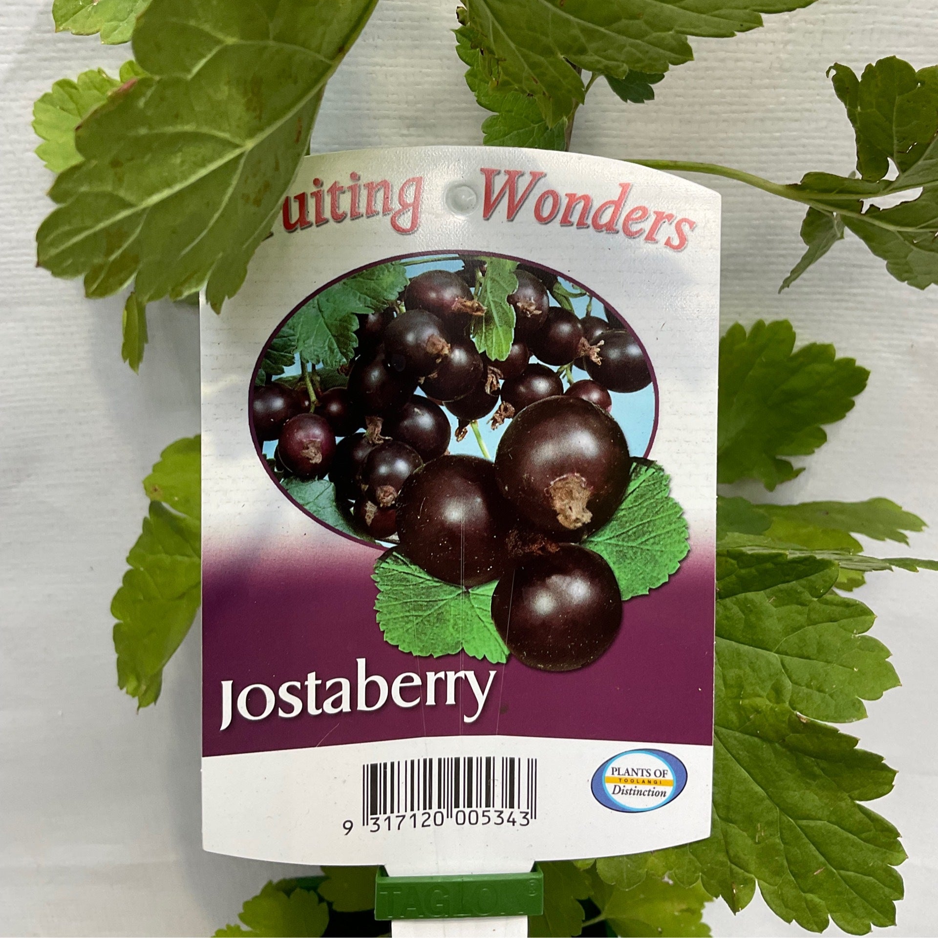 Jostaberry hot sale