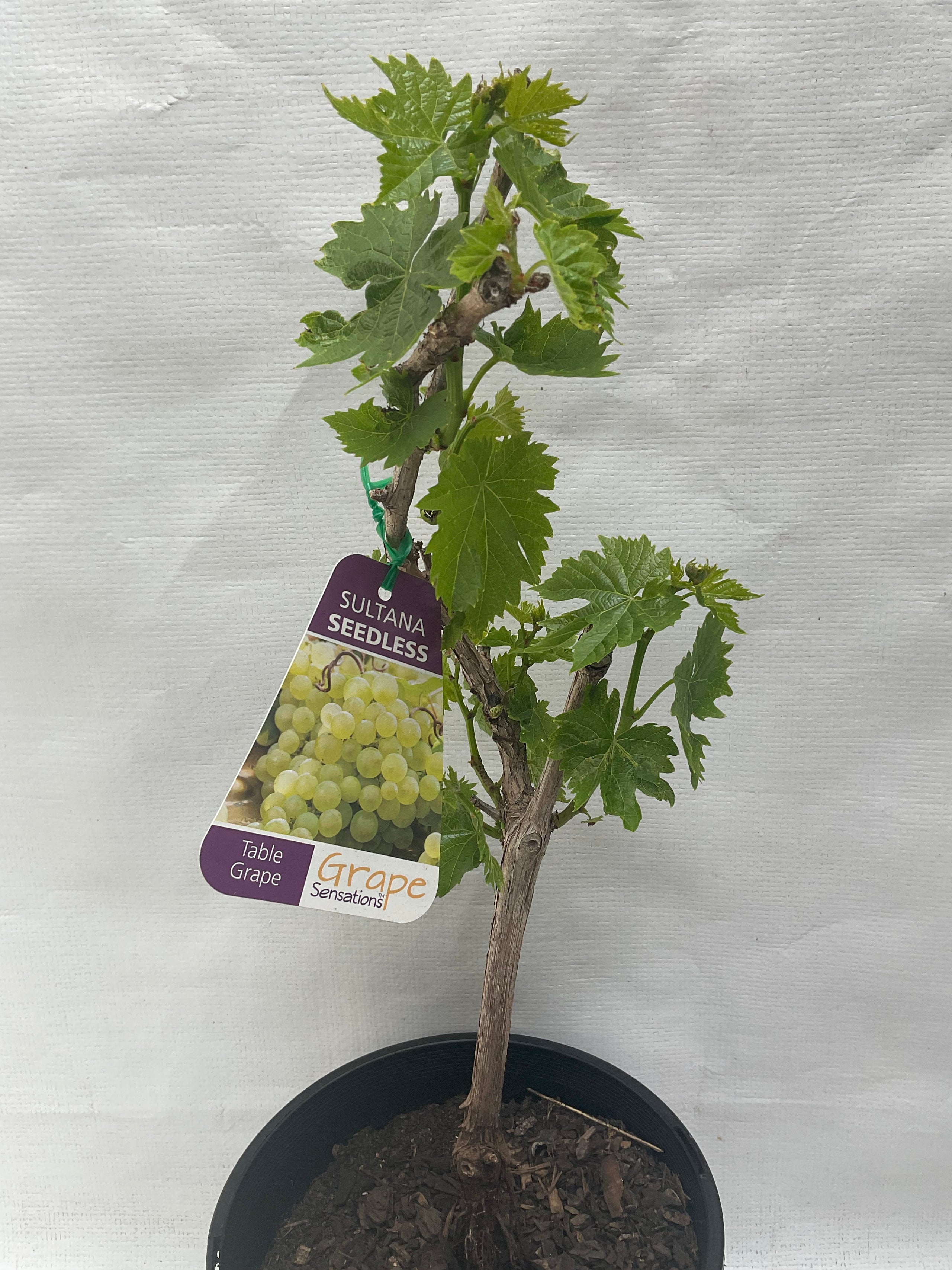 Sultana Seedless Fruiting Grape