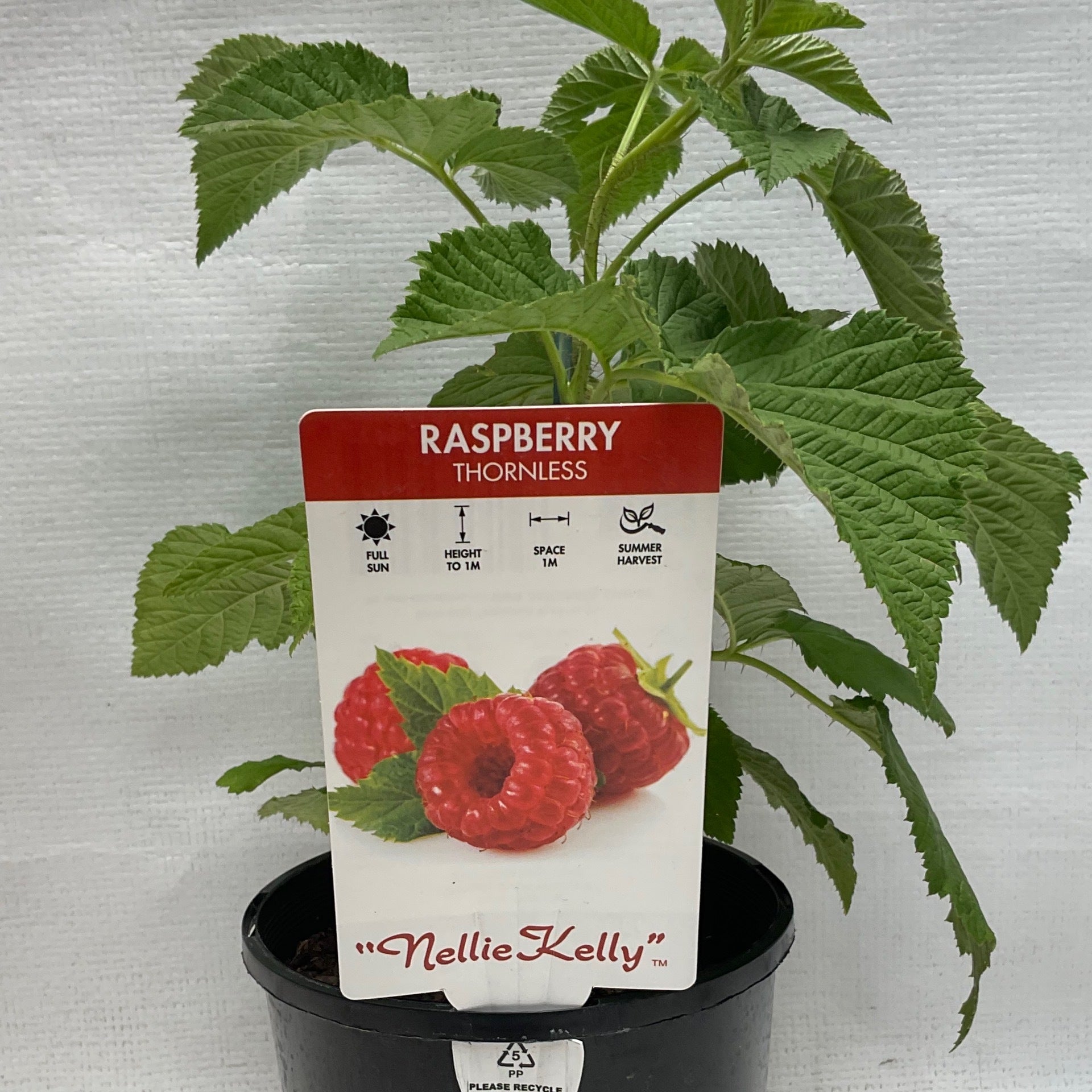 Raspberry Thornless Nellie Kelly Formosa Gardens Nursery, Ballarat