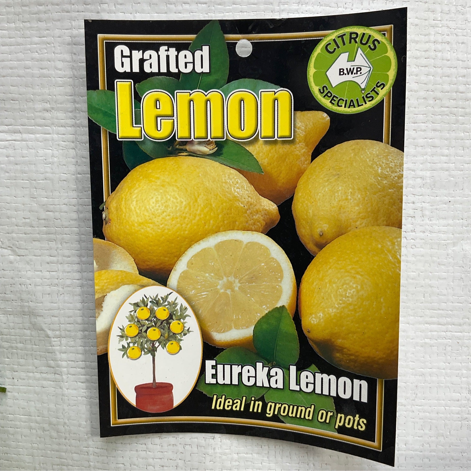 Lemon Grafted Eureka Formosa Gardens Nursery, Ballarat